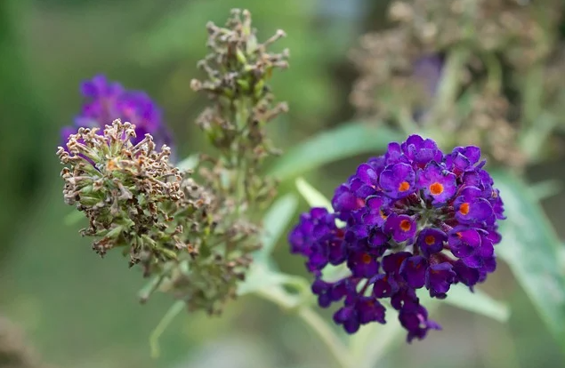 indoor ornamental plants