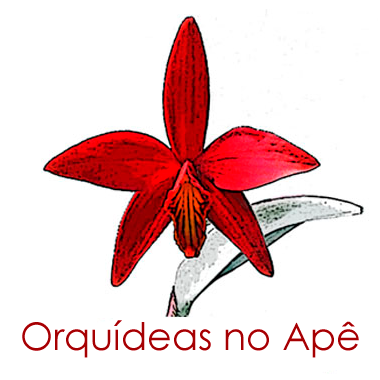 Orquídeas no Apê