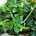 Manfaat Tanaman Herbal daun katuk