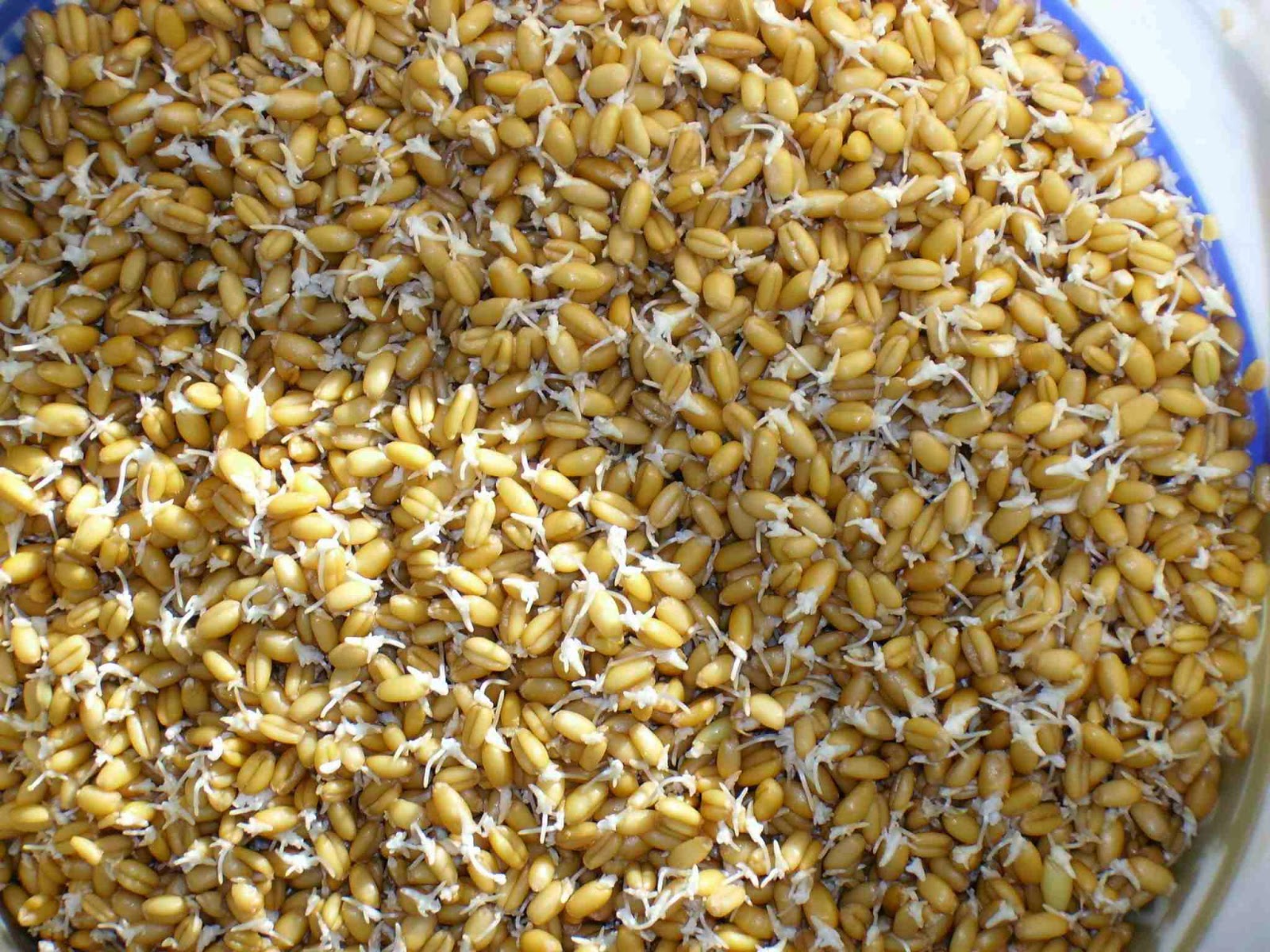 Easy Living the Hard Way Sprouting Seeds For the Chickens