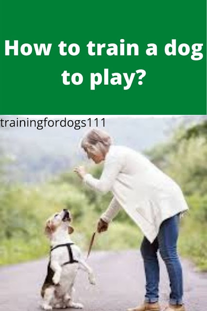 How to train a dog to play?