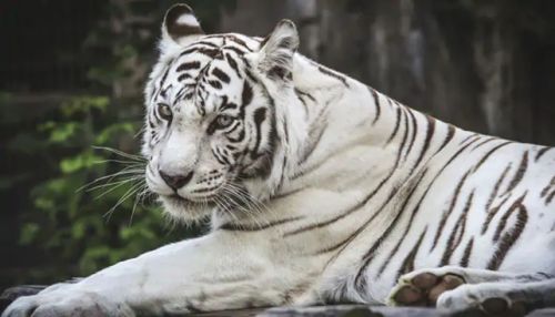 In which region of the world are white tigers found?