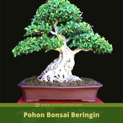 Ciri Ciri Pohon Bonsai Beringin