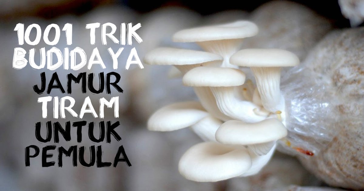 1001 Trik Budidaya Jamur Tiram Untuk Pemula Pertanian & Perkebunan