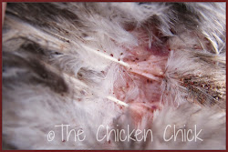 mites lice poultry treatment chicken identification bugs chick coop