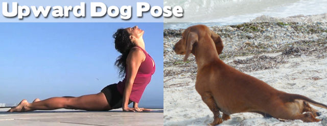 Funny Cool Pictures: Even Animals Can Do Yoga