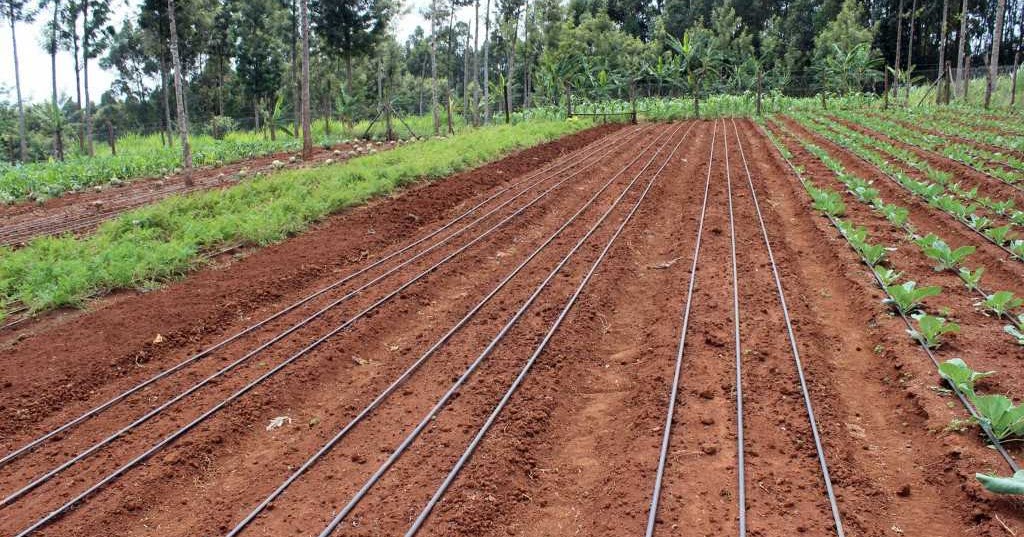 Kenya Greenhouse company[+254723053026]