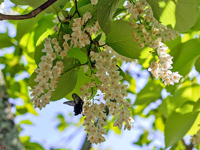 Hakuunboku (Styrax obassia) flowers: Engaku-ji