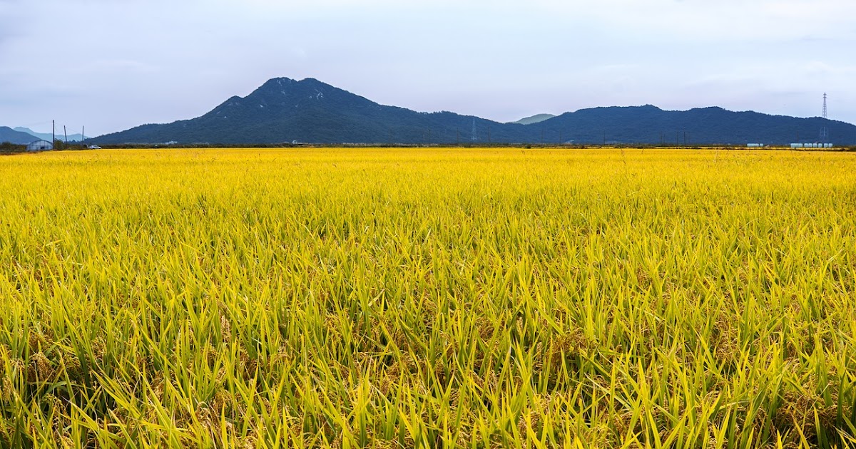 Cara Pengiraan Zakat Perniagaan  Hutang niaga yang timbul daripada