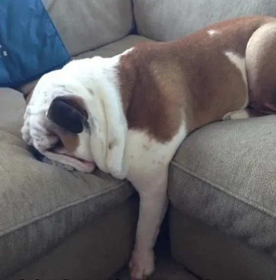 21 English Bulldogs Sleeping In Totally Ridiculous Positions