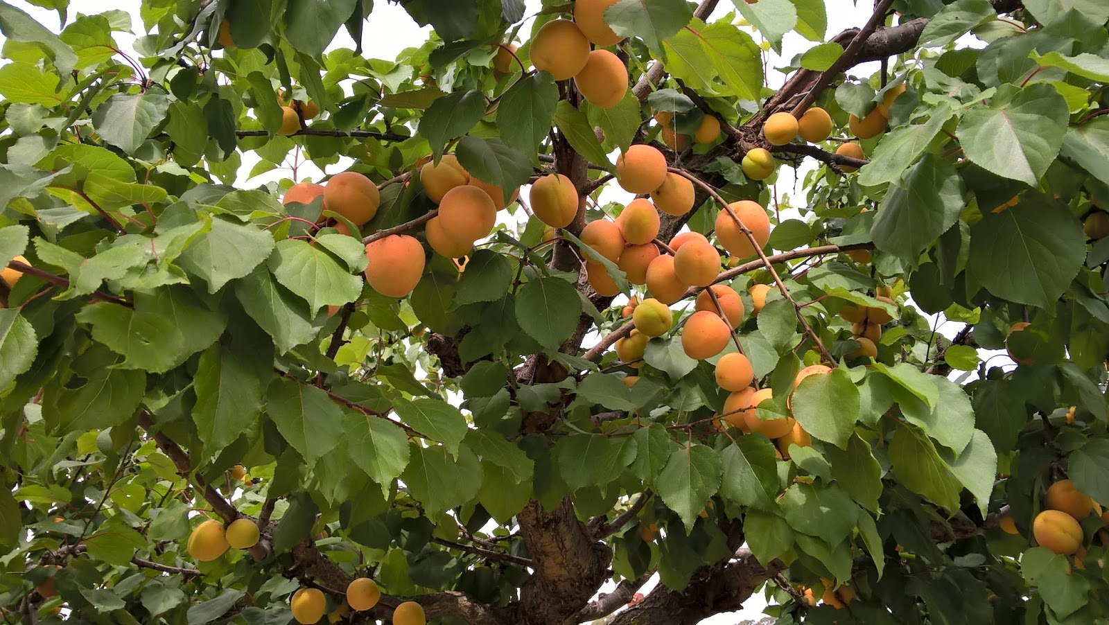 running paths Nonacidic fruits & vegetables