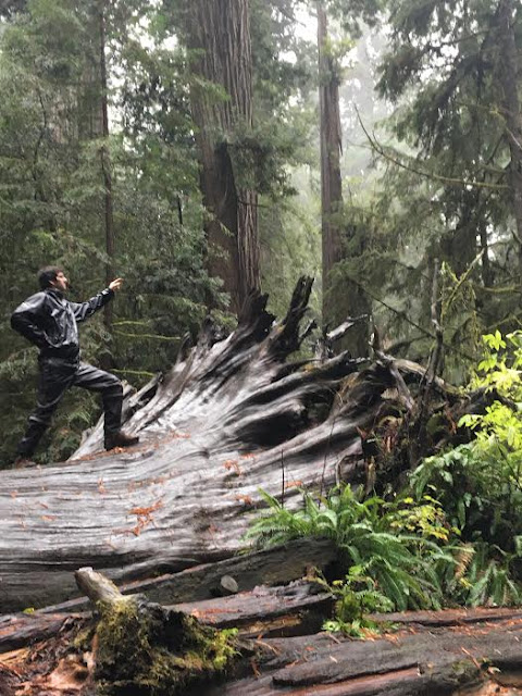 Redwood Forest | A Hoppy Medium