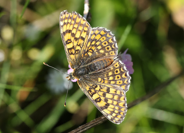 Glanville Fritillary - Isle of Wight Glanville Fritillary - Isle of Wight