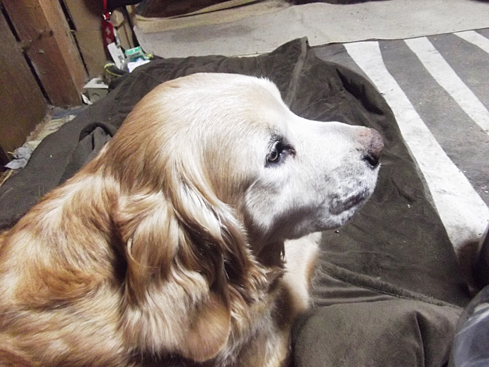 たけの 雄叫び ため息 独り言 犬と人間