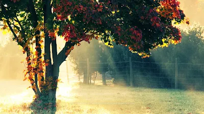 Autumn Morning Wallpaper HD