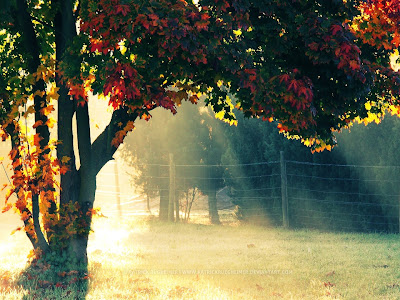 Autumn Morning Wallpaper HD