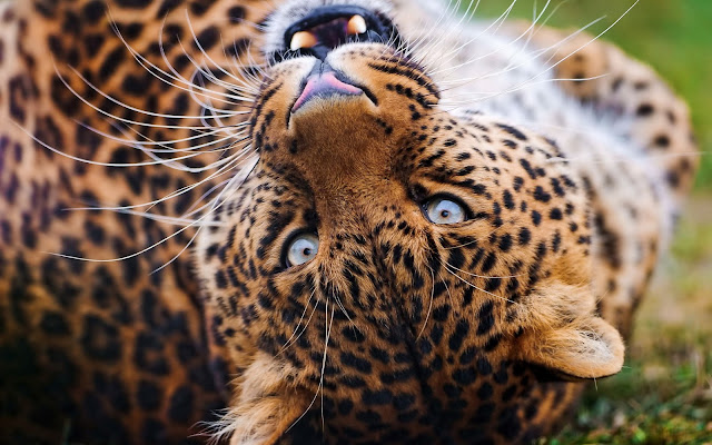 Fotos de Tigres Acostados descanzando - Imagenes de Animales Salvajes Pantheras