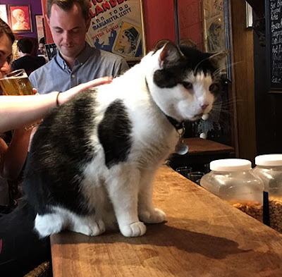 A black and white cat on a pub bar