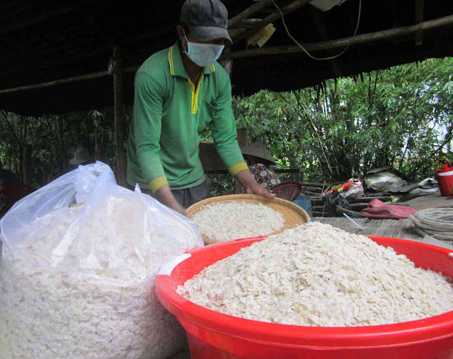 Sóc Trăng: Đặc sản thơm nức, dẻo quạnh làm từ "hạt ngọc trời" của bà con Khmer Sóc Trăng: Đặc sản thơm nức, dẻo quạnh làm từ "hạt ngọc trời" của bà con Khmer