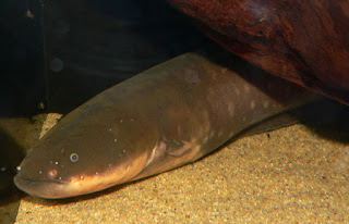 تعرف على أخطر حيوانات  الأمازون Electric-eel