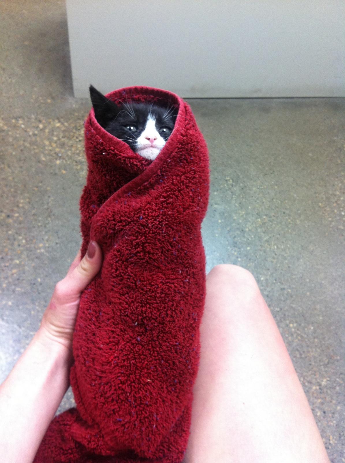 수은전구 towel cat