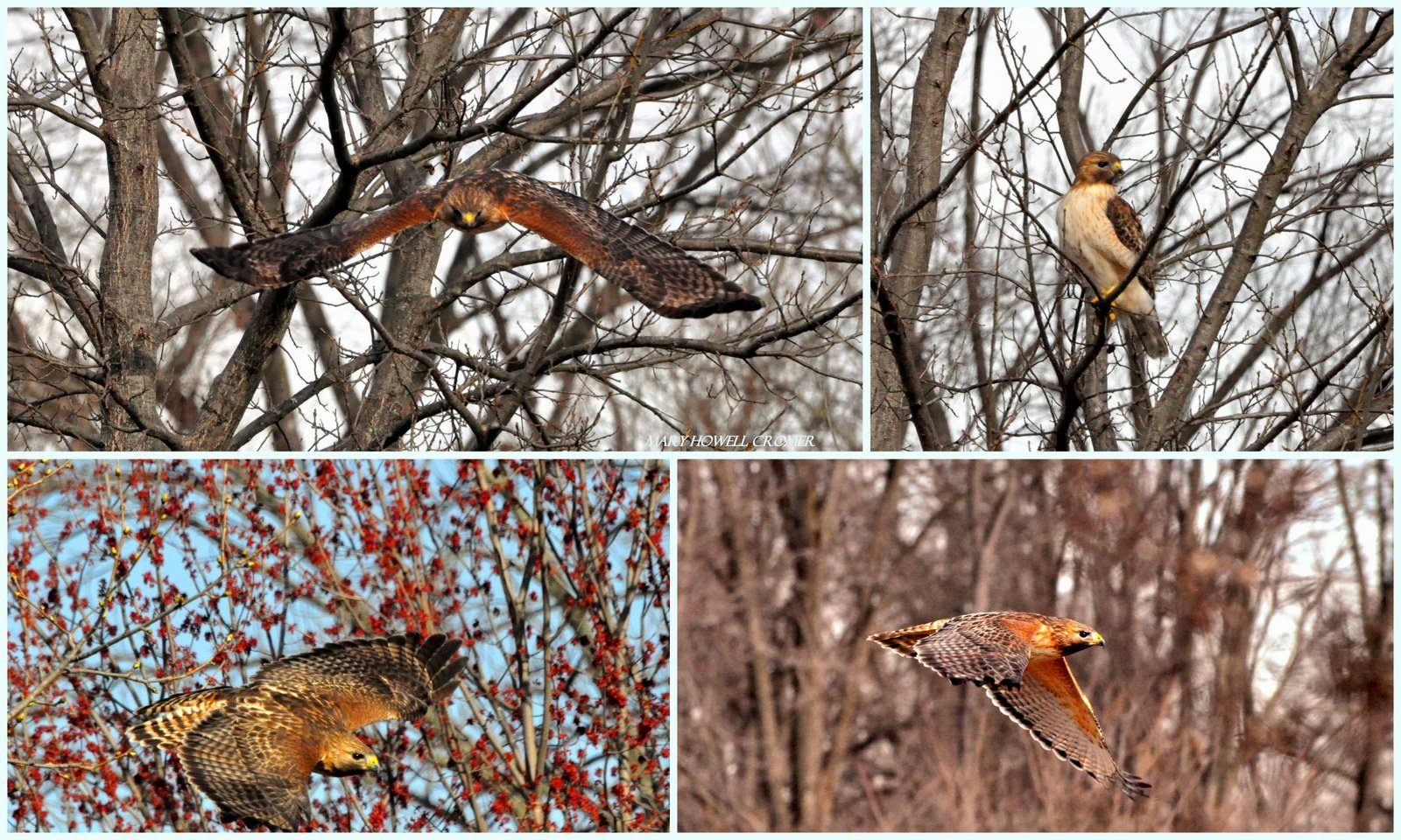 red tailed hawk vs red shouldered hawk red tailed hawk vs red shouldered hawk