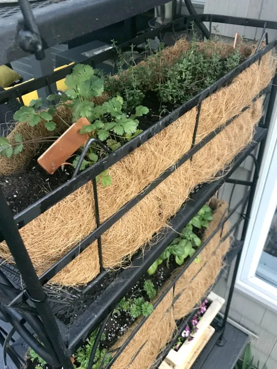 Parsley and thyme planted in a Baker's Rack Herb Garden