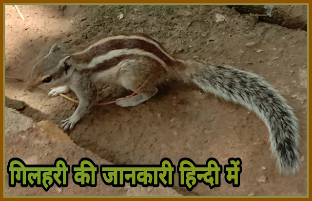 Squirrel facts in hindi