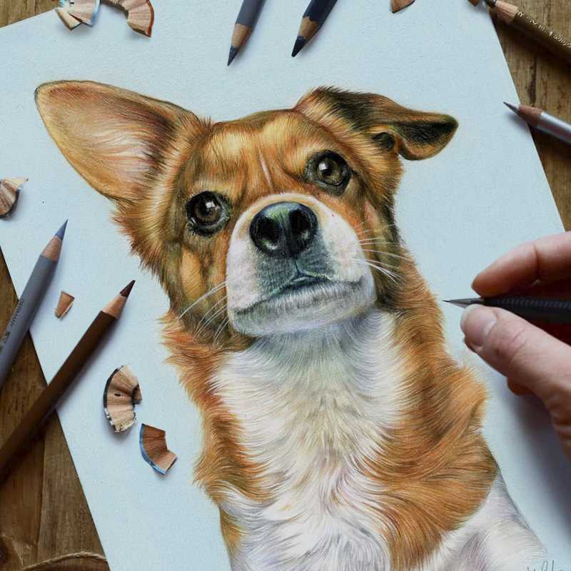 Retrato perro a lapiz de colores