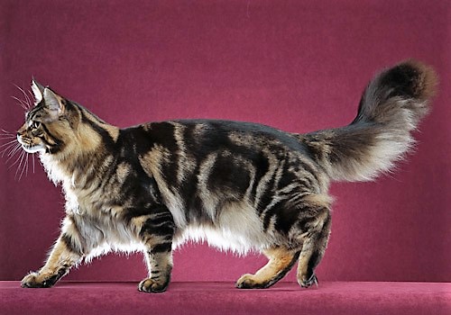 Can Maine Coons have short hair?