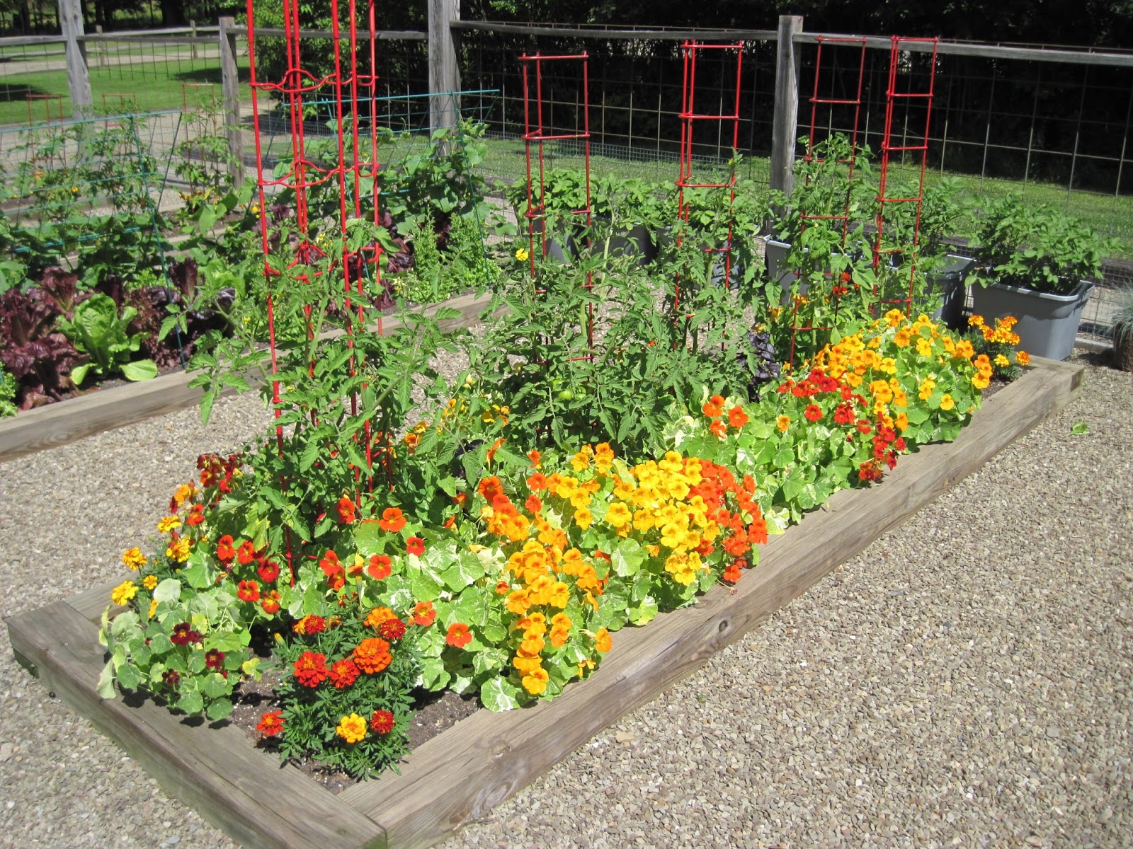 Too Many Tomatoes The Difference in Soil?