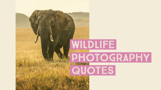 Wildlife Photography Quotes