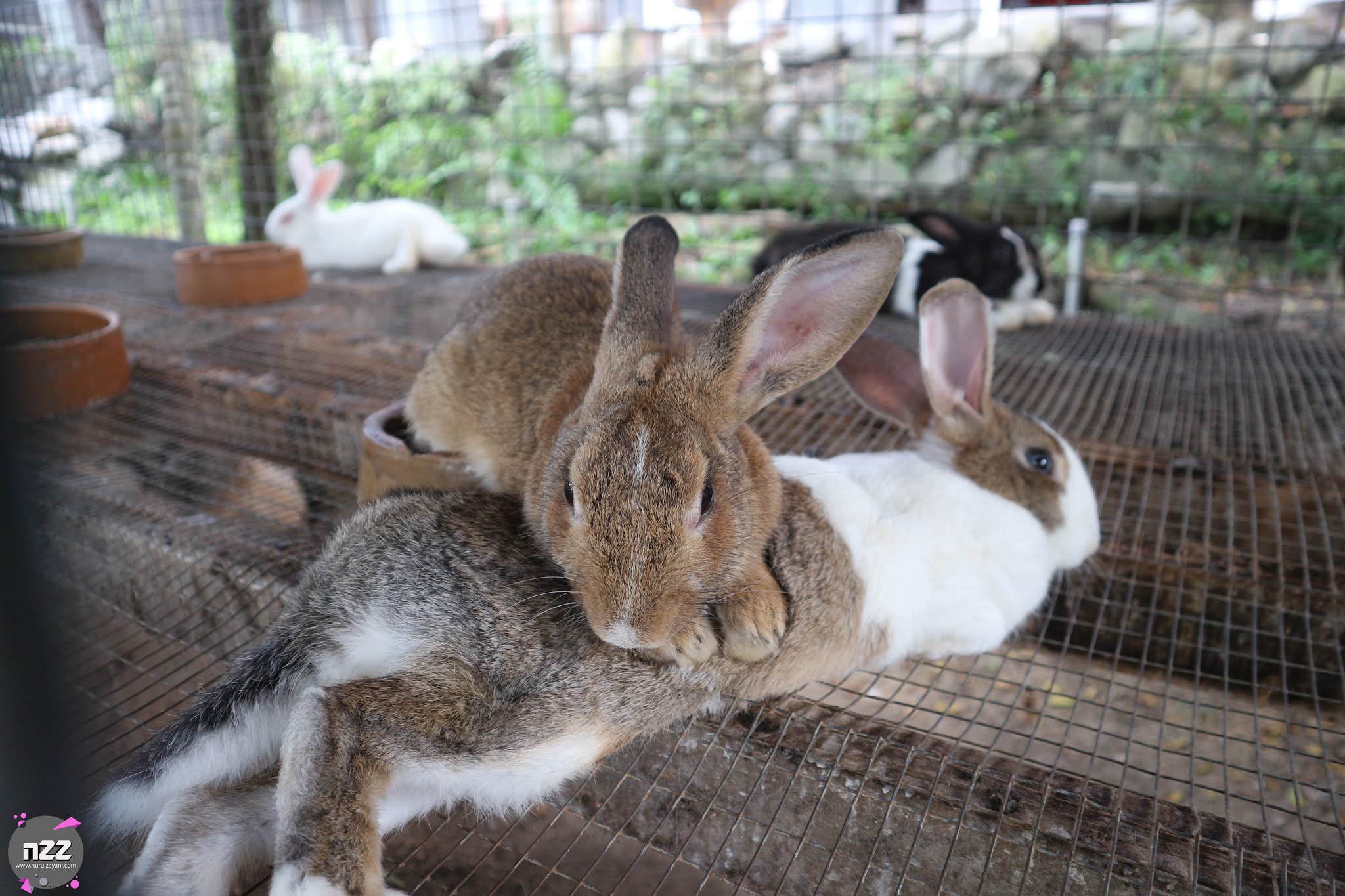 Mini Zoo Rabbit Fun Land, Lenggeng, Negeri Sembilan