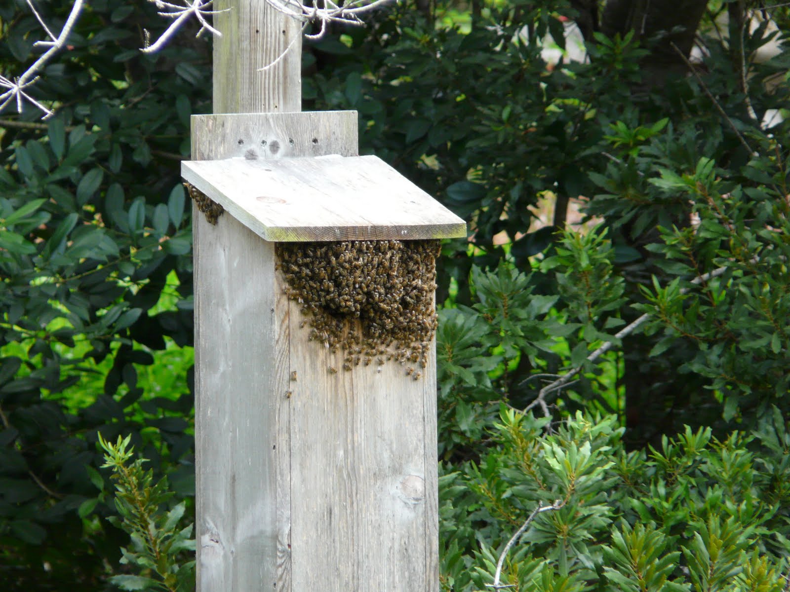 ALL Florida Recent Bee Removals Pinellas County Bees in Bird Nest Box ALL Florida Recent Bee Removals Pinellas County Bees in Bird Nest Box