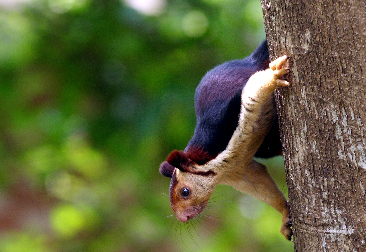 Grizzled Squirrel Wildlife Sanctuary - Tamil Nadu Holy Places and Tourism
