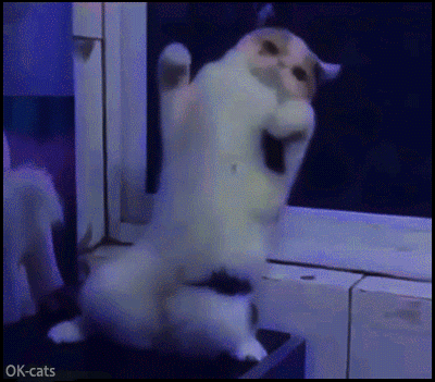 Funny Cat GIF • August 8th >> International Cat Day GIF Funny Cat GIF • August 8th >> International Cat Day GIF