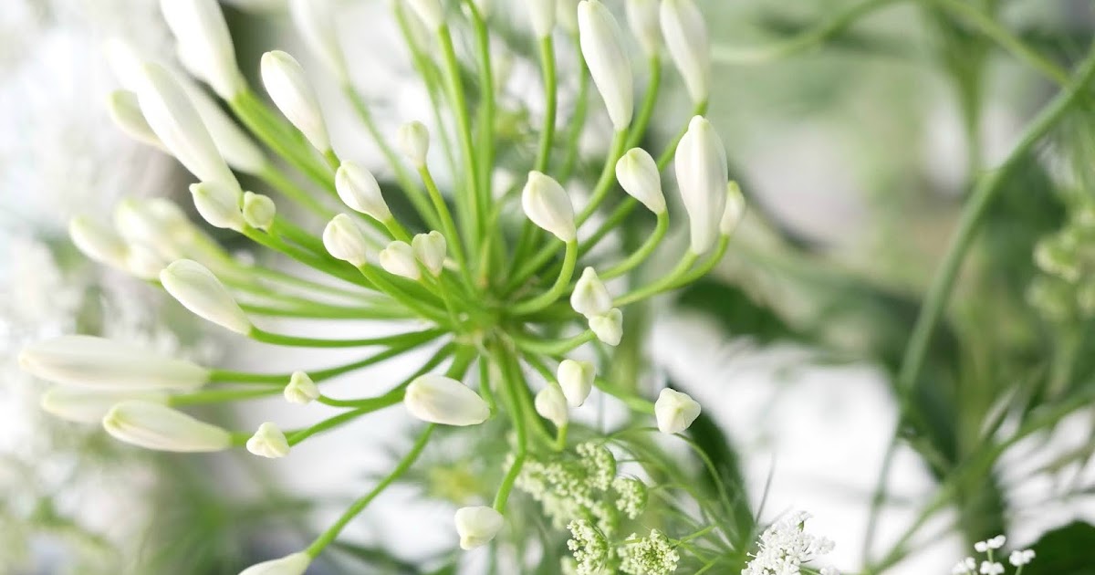 Le Monde De Kitchi Friday Flowerday 26 20