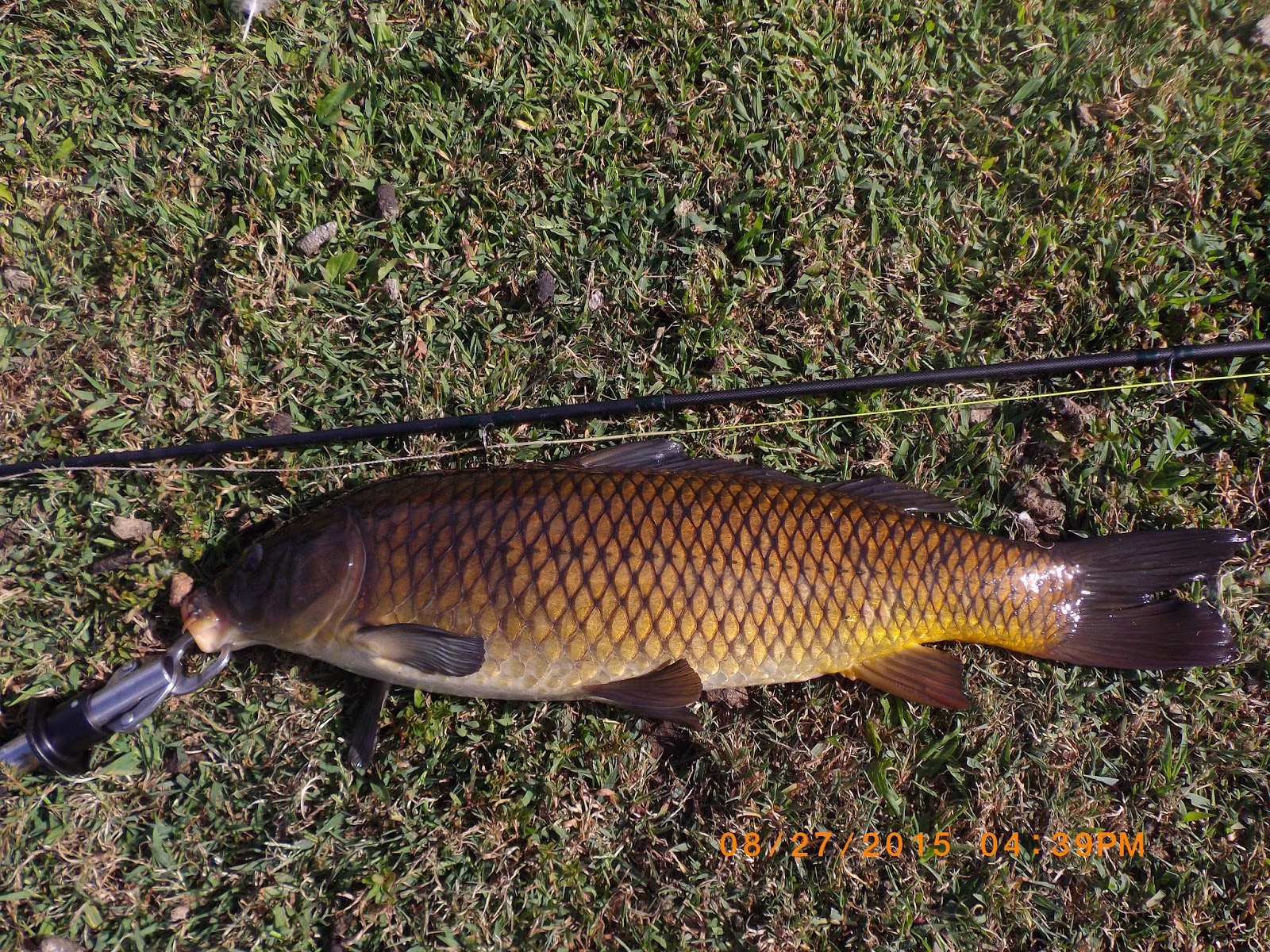 The Great Lakes of NYC Dry fly fishing for carp