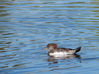 Lophodytes cucullatus - Harle couronné - Mergus cucullatus Lophodytes cucullatus - Harle couronné - Mergus cucullatus