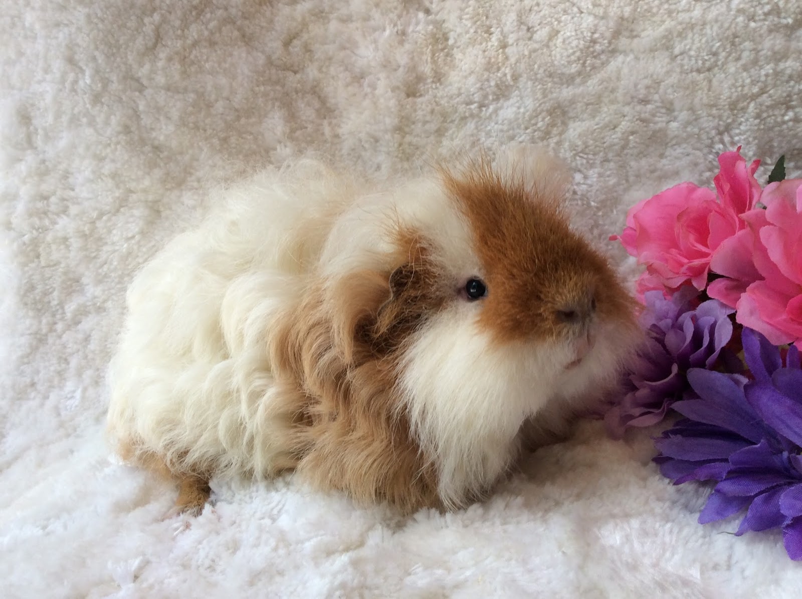 La Maison des Cochons d