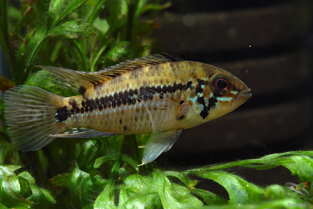 Apistogramma cf. alacrina