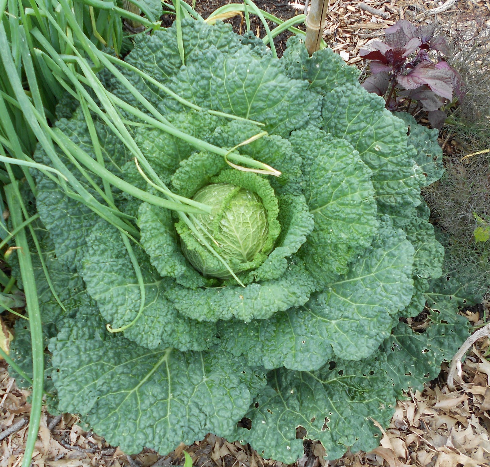 From Seed to Scrumptious Savoy Cabbage Harvest