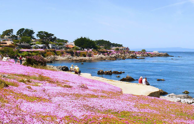 A beach with purple flowers in the foreground