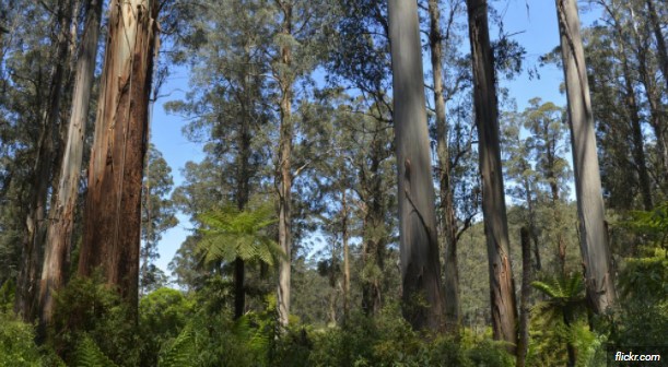 largest tree in the world