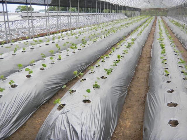 Mulching in Strawberry Crop