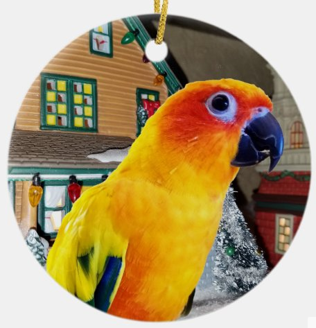 sun conure petco