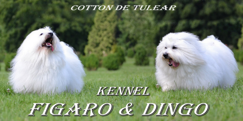 Coton de Tulear,  MLADIČI, vzreja