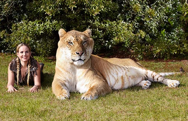 Hercules The Biggest Cat In The World hercules-the-biggest-cat-in-the-world