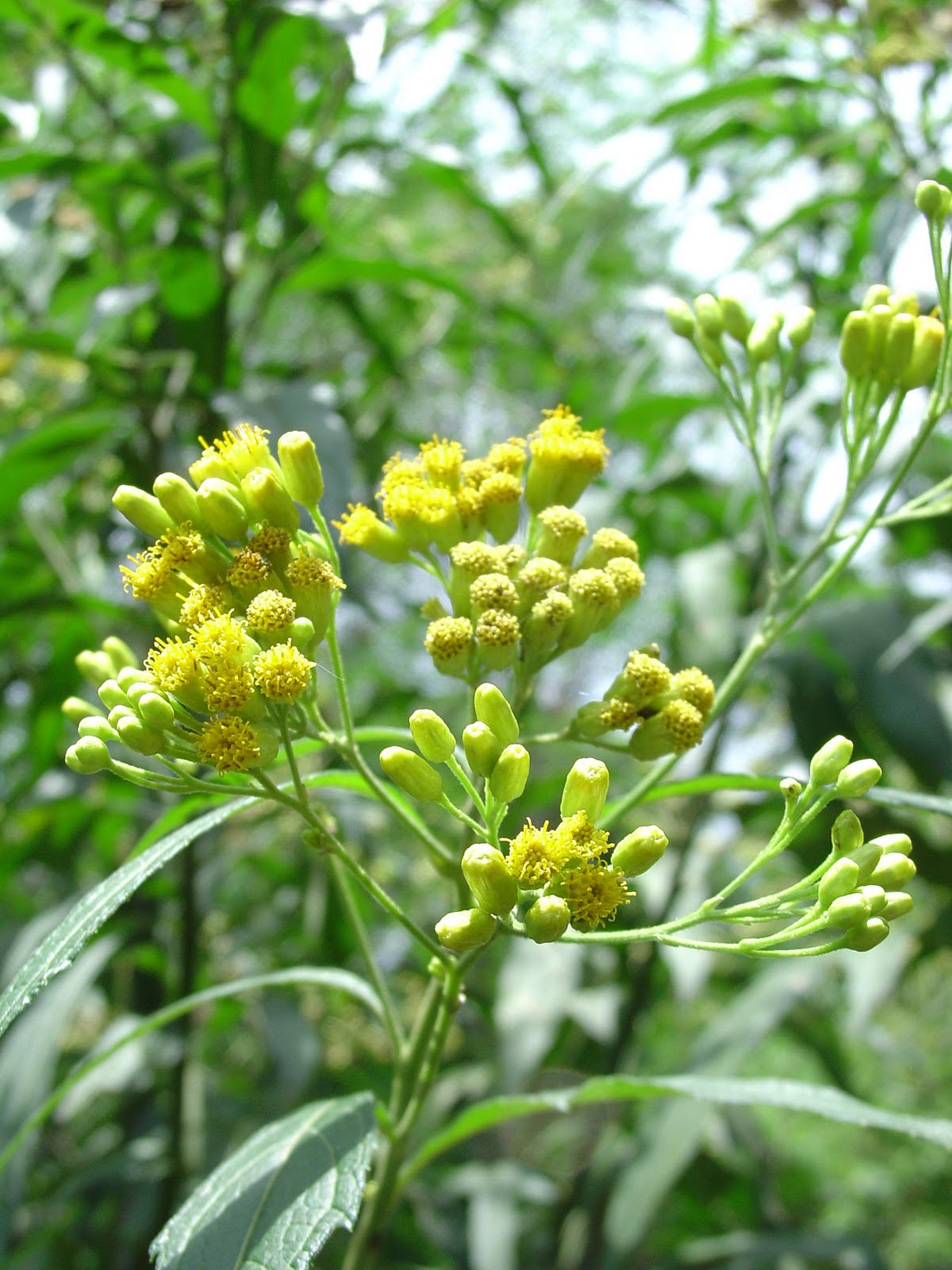 Medicinal Plants at Pura Vida Spa & Yoga Retreat Jackass Bitters