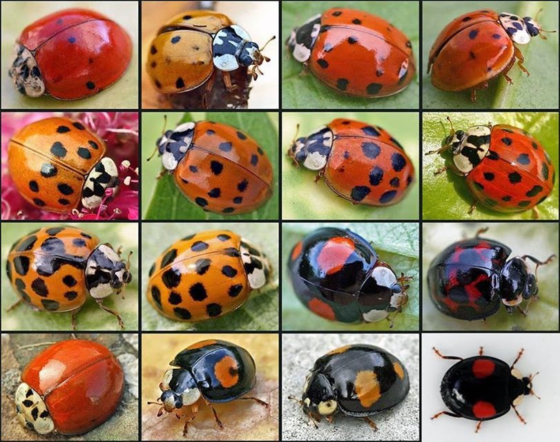 Symbolism of a Lady Bug: Good Luck Spiritual Ladybug Meaning
